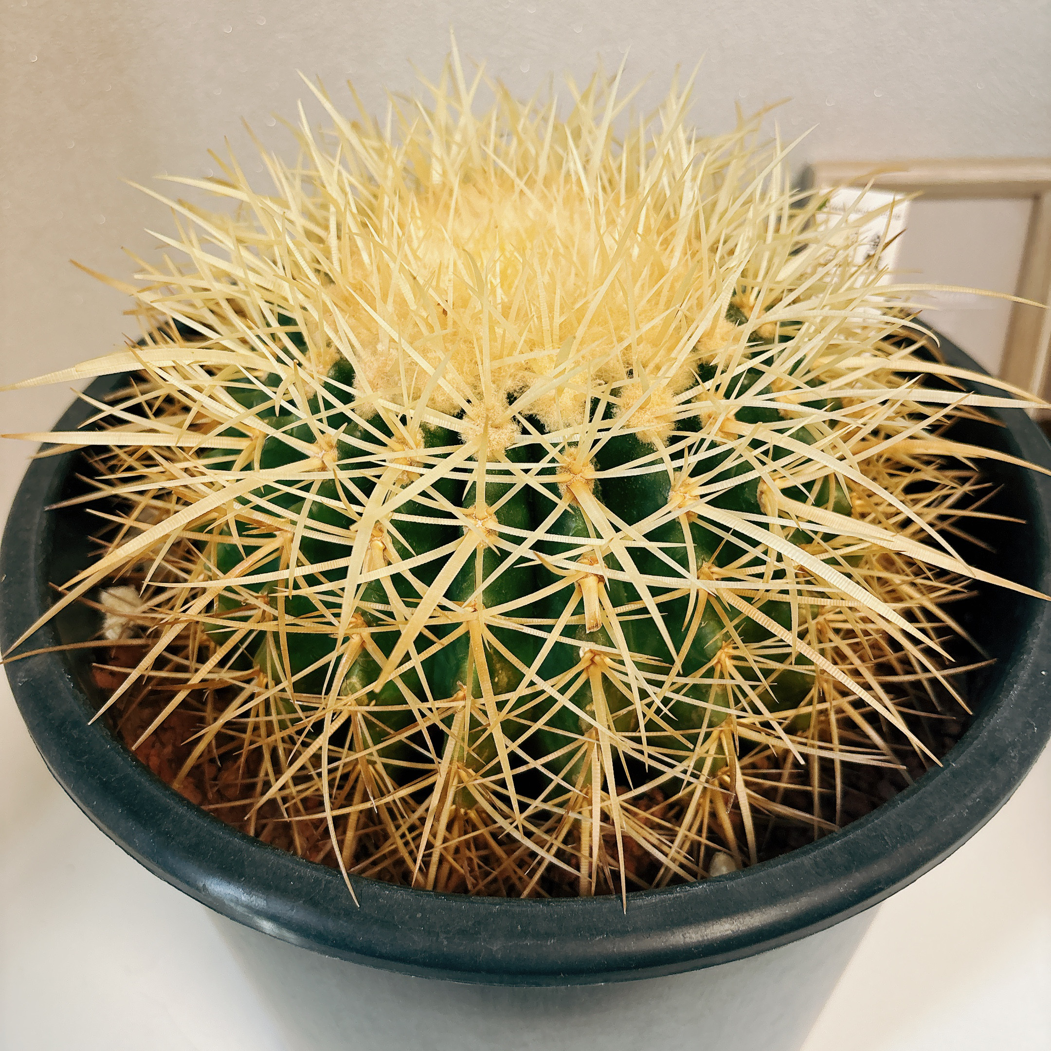 観葉植物)サボテン 金鯱(キンシャチ) からし 観葉植物)サボテン 金鯱(キンシャチ) からし