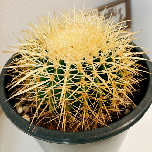 現品］金鯱 サボテン 8号 観葉植物 おしゃれ サボテン プラスチック鉢