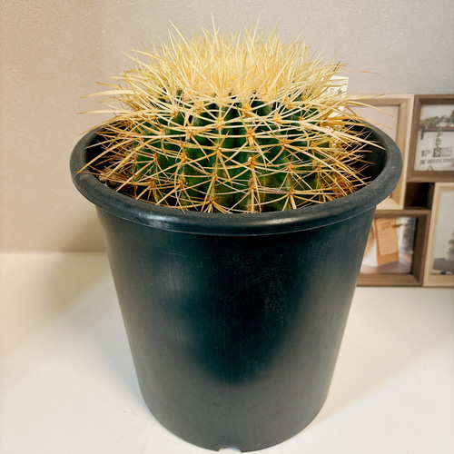 現品］金鯱 サボテン 8号 観葉植物 おしゃれ サボテン