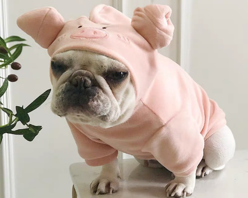 a8c8bc50bab115595ead6db2cca1a6