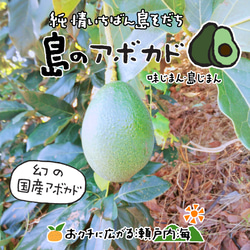 希望の島 国産アボカド(ベーコン種) 1kg 4～6個 サイズ不揃い 愛媛 中島産 1枚目の画像