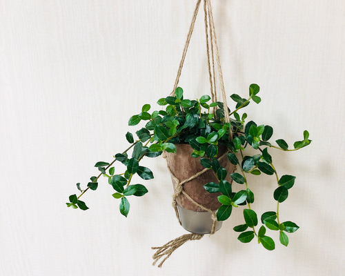 観葉植物 フィカス　ガジュマル つる性ガジュマル フィカス・シャングリラ 木の香りがする