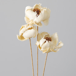 高品質✴︎3本セット】特大XLサイズ パンパスグラス パンパス ドライ