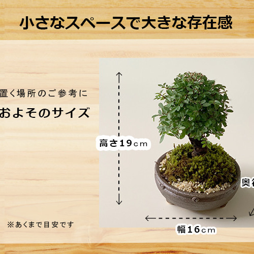 四季折々の変化を楽しむ【ニレケヤキ（アキニレ）の盆栽（信楽焼鉢