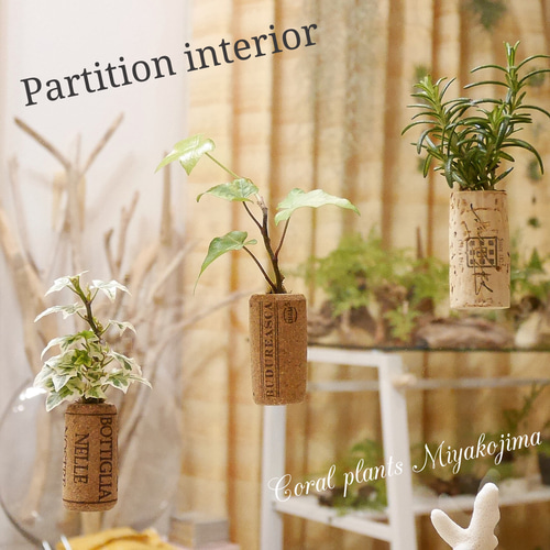 完売致しました。常盤忍(ときわしのぶ) ミニチュア コルクプランツ