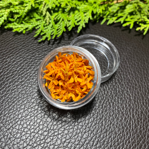 キンモクセイ ドライフラワー 120輪 その他素材 Green Paradise Yuu  