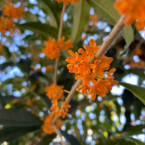 キンモクセイ ドライフラワー 120輪 その他素材 Green Paradise Yuu  