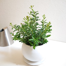 完売　　幸運のお守り＊縁起木【天然野生の森の柊さん/ひいらぎ】インドの鉢植え/大 完売 幸運のお守り＊縁起木【天然野生の森の柊さん/ひいらぎ】インド