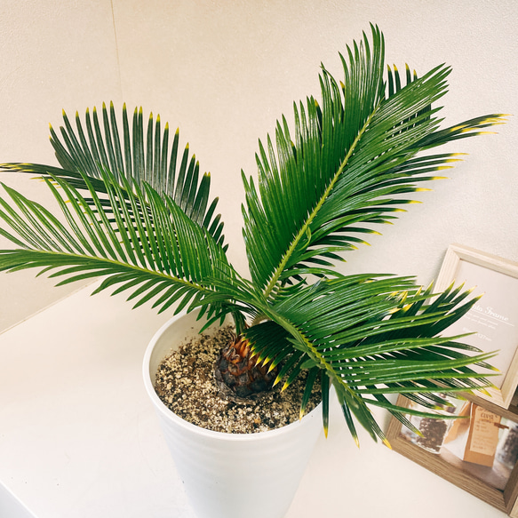 金環ソテツ　金冠蘇轍 金環ソテツ 金冠蘇轍 専用 金環ソテツ ドライガーデン 金冠蘇轍 黄金