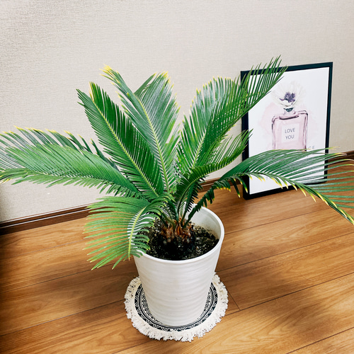 在庫］【希少】キンカン ソテツ 斑入り 8号 金環 蘇轍 観葉植物 斑入り