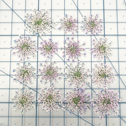 レースフラワー　NO.102　 15枚　押花　花材  ブルー　ピンク　グラデーション 8枚目の画像