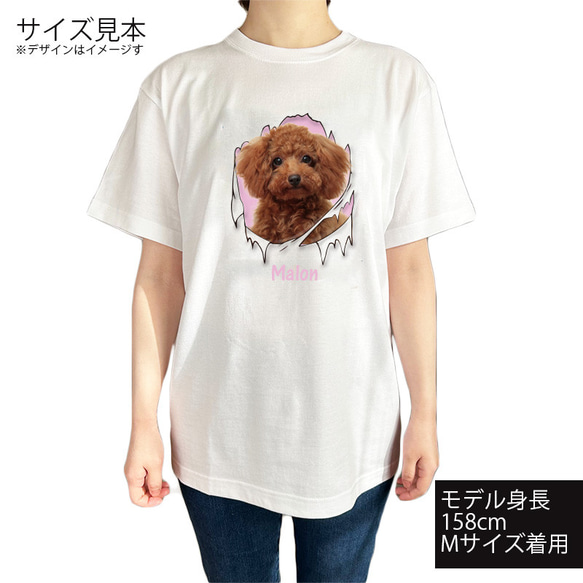 半袖Tシャツワンちゃん破れたTシャツ 顔出しワンちゃん おもしろペット トイプードル ミニチュア パステルカラー 3枚目の画像