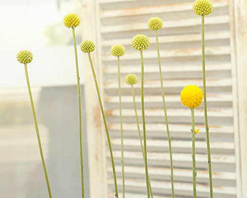 値引きセール 花苗 クラスペディア ゴルフビューティ 3号ポット 宿根