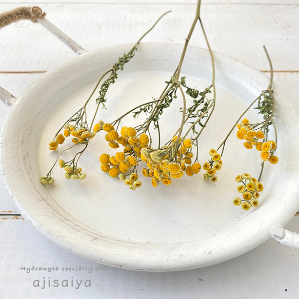 タンジー ナチュラル 【 ロスフラワー 】 < 六合(くに)の花 タンジー ナチュラル 【 ロスフラワー 】 < 六合(くに)の花