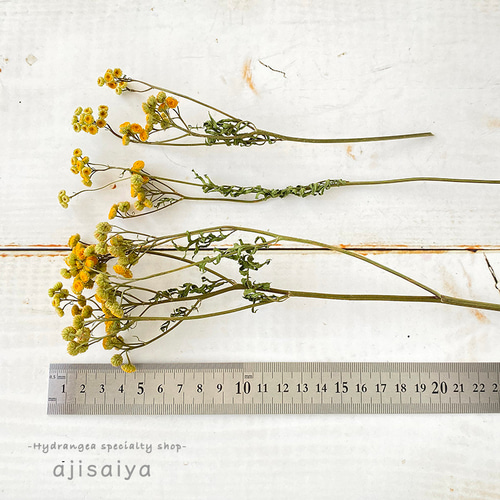 タンジー ナチュラル 【 ロスフラワー 】 < 六合(くに)の花 タンジー ナチュラル 【 ロスフラワー 】 < 六合(くに)の花