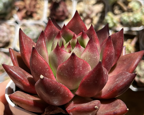 786d39965e72db9231c6f234e328ec