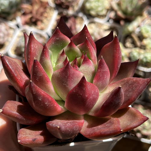 多肉植物 ☆ フランクレイネルト 超レア 抜き苗 多肉植物 多肉園Le