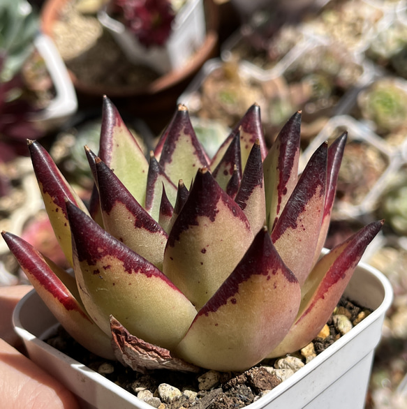 多肉植物 エボニー  抜き苗♡ 多肉植物 エボニー 抜き苗♡