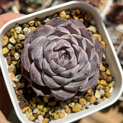 多肉植物 ☆ ブルードラゴン 超レア 抜き苗 多肉植物 多肉園Le lien