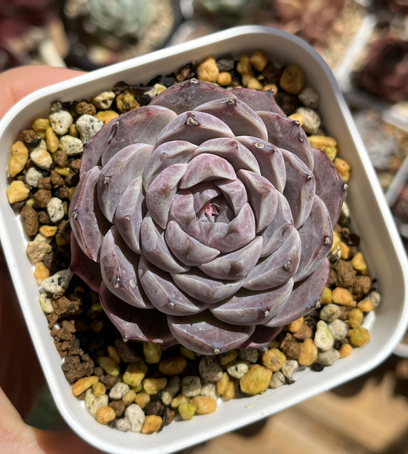 多肉植物 ☆ ポセイドン 抜き苗 多肉植物 多肉園Le lien（ル リヤン