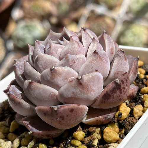 多肉植物 ☆ ポセイドン 抜き苗 多肉植物 多肉園Le lien（ル リヤン
