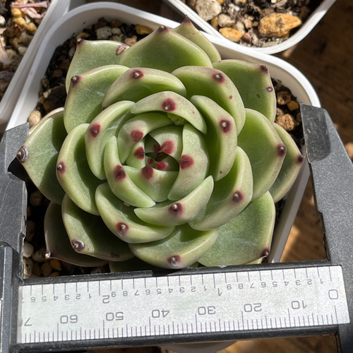 多肉植物 ☆ ブルードラゴン 超レア 抜き苗 多肉植物 多肉園Le lien