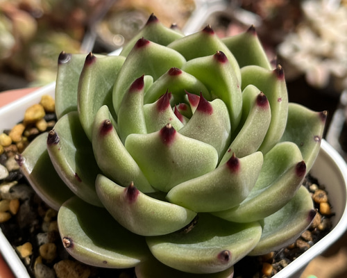 ebd425dd5a6167732b16652c8eb94c