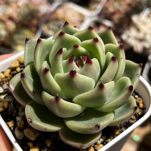 多肉植物 ☆ ブルードラゴン 超レア 抜き苗 多肉植物 多肉園Le 多肉植物 ☆ ブルードラゴン 超レア 抜き苗 多肉植物 多肉園Le
