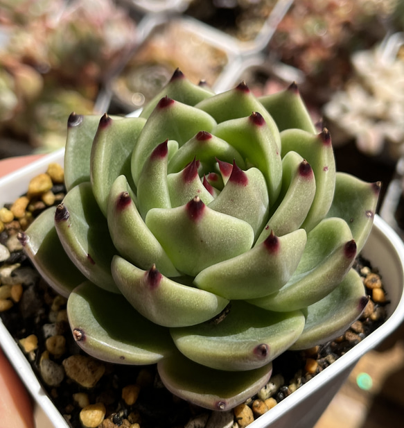多肉植物 ☆ ブルードラゴン 超レア 抜き苗 多肉植物 多肉園Le lien