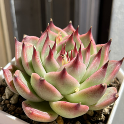 多肉植物 ☆ ヌダ錦 超レア 抜き苗 多肉植物 多肉園Le lien（ル リヤン