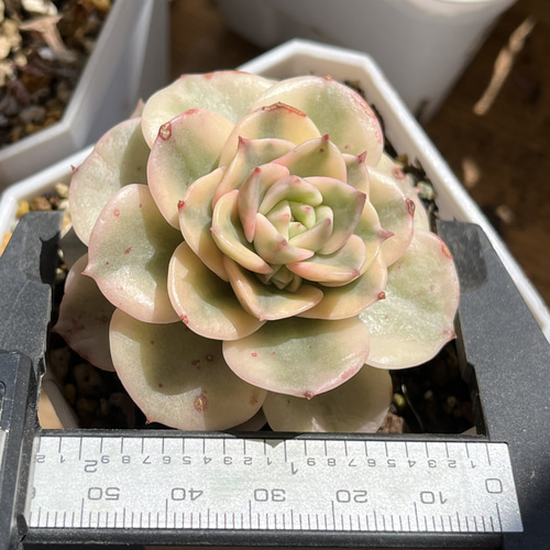 多肉植物 錦 富士 抜き苗 #1 799 多肉植物 錦 富士 抜き苗 #1 799