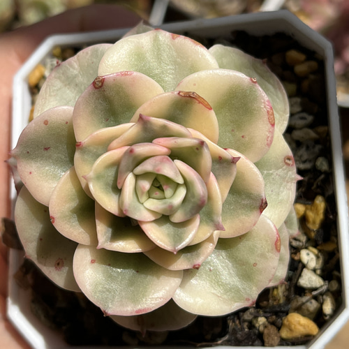 多肉植物。 辛尼亚法師錦抜き苗 多肉植物】 『黒法師錦』 アエオニウム属