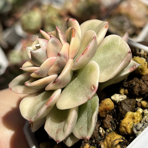 多肉植物 ☆ ヌダ錦 超レア 抜き苗 多肉植物 多肉園Le lien（ル