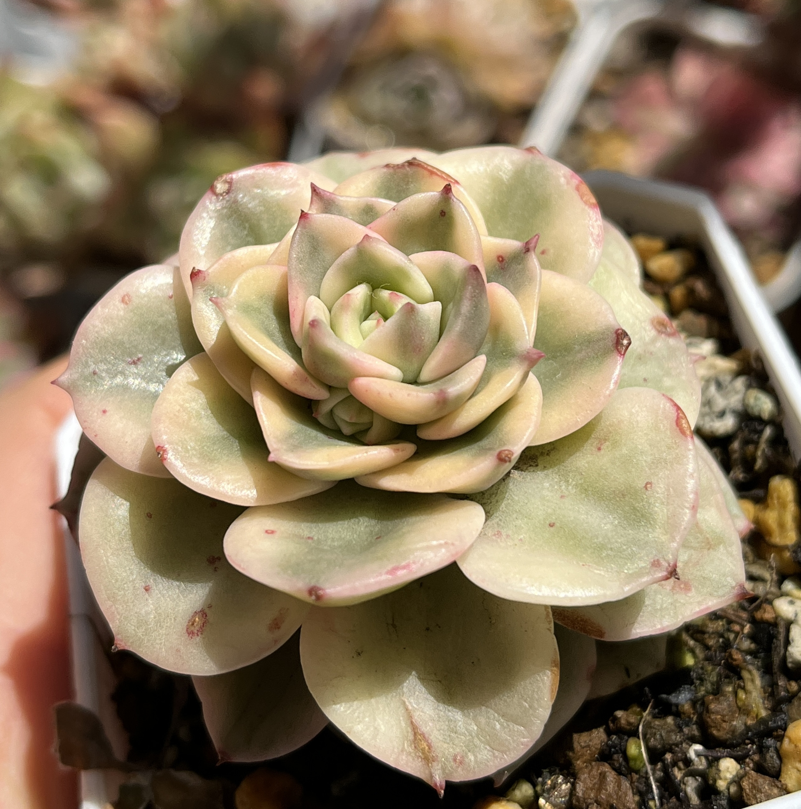 多肉植物 アエオニウム希少種♡抜き苗 - 植物/観葉植物