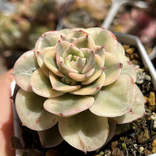 多肉植物 ☆ ヌダ錦 超レア 抜き苗 多肉植物 多肉園Le lien（ル リヤン