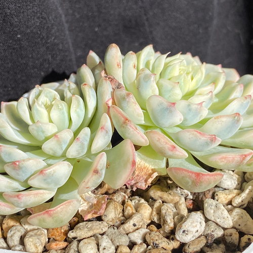 発根済 ピンクミニマ錦多肉植物