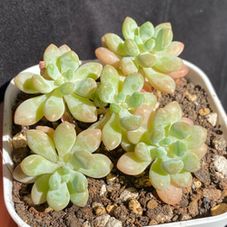 多肉植物　レア　スターファイヤー　抜き苗　訳あり　札付き【特定記録付】 多肉植物 レア スターファイヤー 抜き苗 訳あり 札付き【特定