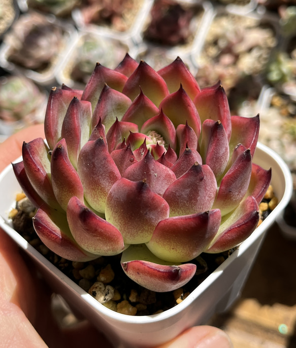 現品限り 大人気 多肉植物 スターファイヤー 超美苗 レア種 ゆうゆう発送 新入荷 多肉植物 エケベリア スターファイヤー 超美苗 レア種