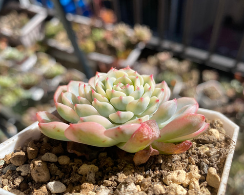 訳あり商品 ホワイトミニマ錦 多肉植物 @¥1.300 植物/観葉植物 - vdiec.com