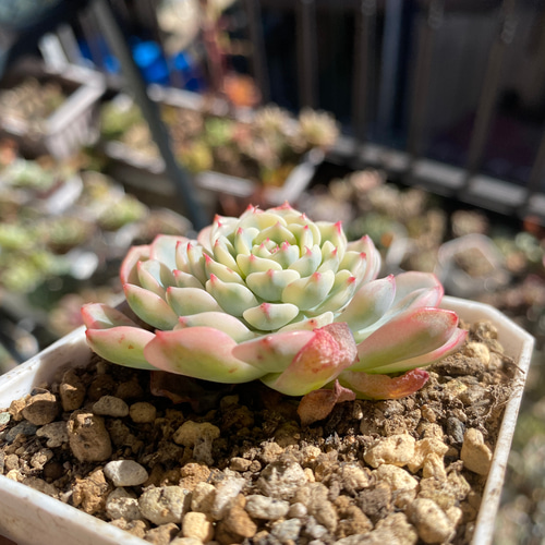 多肉植物 ☆ ピンクミニマ錦 単 訳アリ 抜き苗 多肉植物 多肉園Le lien