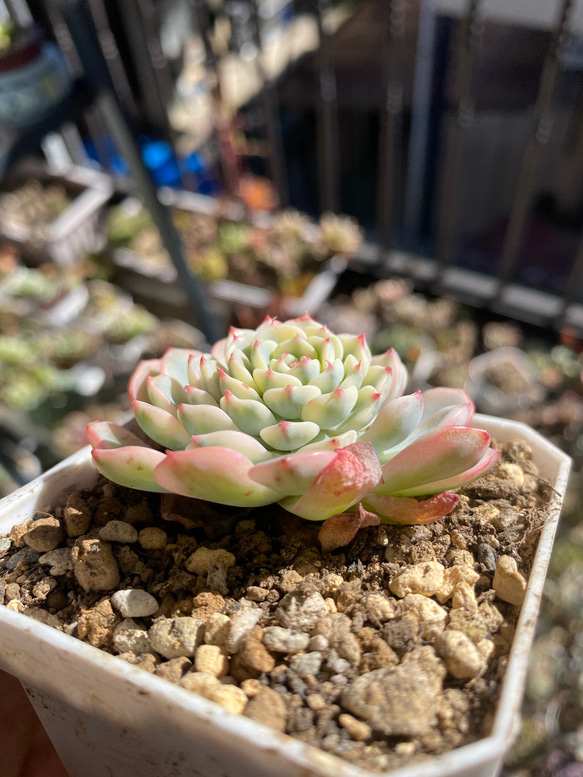 錦　多肉植物