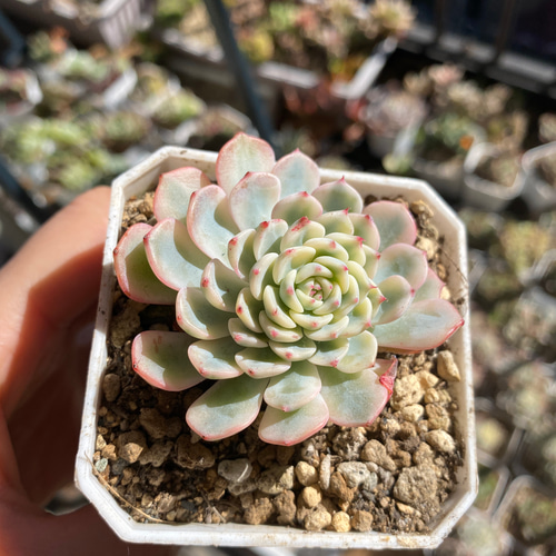 多肉植物 ☆ ピンクミニマ錦 単 訳アリ 抜き苗 多肉植物 多肉園Le lien