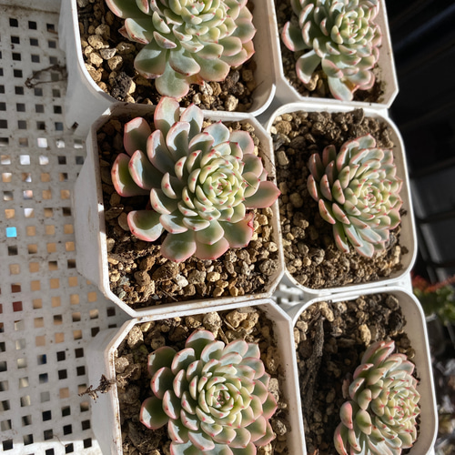 多肉植物 ☆ ピンクミニマ錦 単 訳アリ 抜き苗 多肉植物 多肉園Le lien