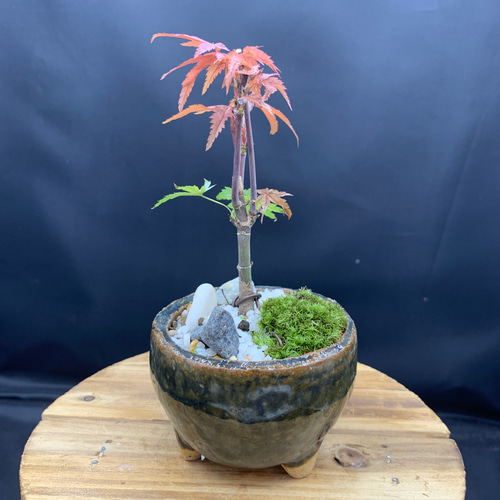 モミジ　盆栽 匠シリーズ 】 紅葉モミジ 「弍」 ミニ盆栽 長角盆栽鉢枯山水