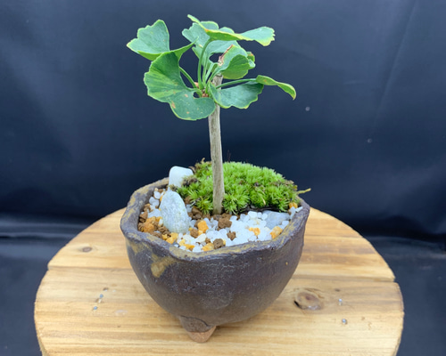 斑入りイチョウ（盆栽持ち込み古い） 74df9917a8670e4b785b2bceee305a