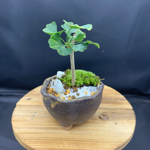 斑入りイチョウ（盆栽持ち込み古い） ミニ盆栽 斑入りイチョウ 盆栽 kokoaru 通販 14845816｜Creema(クリーマ)