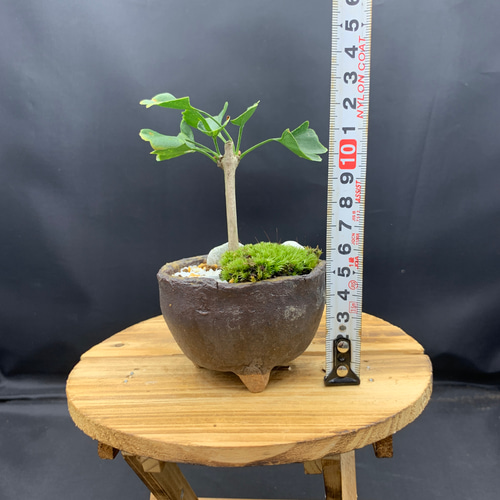 ミニ盆栽 斑入りイチョウ 盆栽 kokoaru 通販 14845816｜Creema(クリーマ)