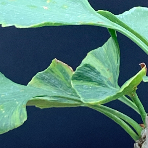 ミニ盆栽 斑入りイチョウ 盆栽 kokoaru 通販 14845816｜Creema