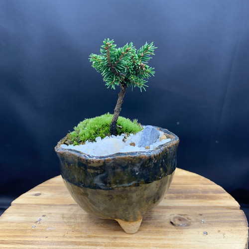 ミニ盆栽 八房蝦夷松 盆栽 kokoaru 通販 14845819｜Creema(クリーマ)