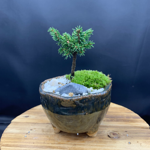 ミニ盆栽 八房蝦夷松 盆栽 kokoaru 通販 14845819｜Creema(クリーマ)